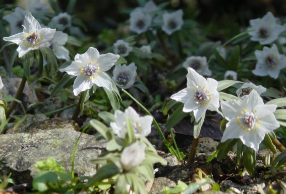 せつぶんそう−1