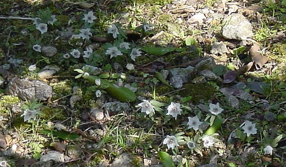 せつぶんそう−2