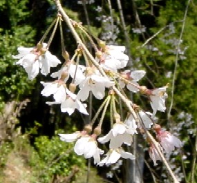 �c���@�̂������1