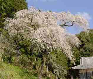 �c���@�̂������2