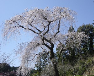 �c���@�̂������3